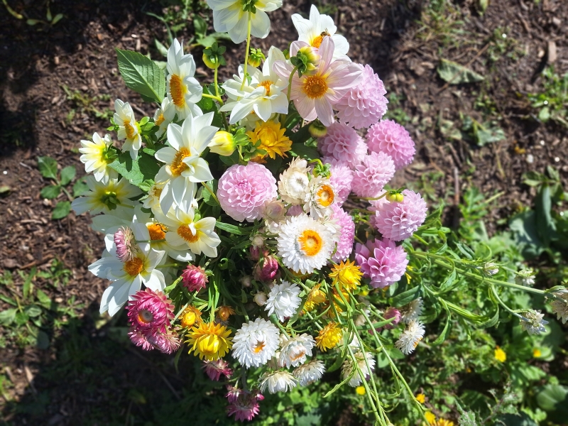 Chalk Farm Flowers